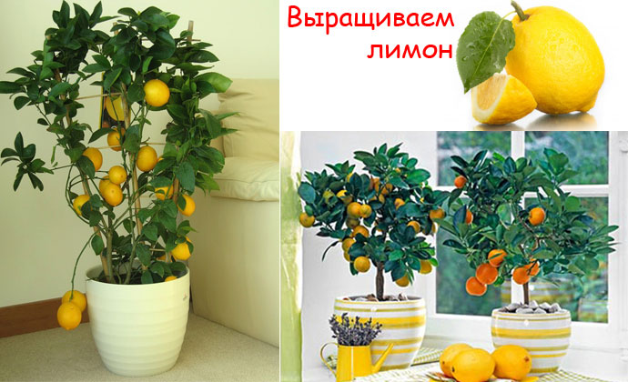 kak-vyrastit-limon-iz-kostochki-v-domashnih-usloviyah